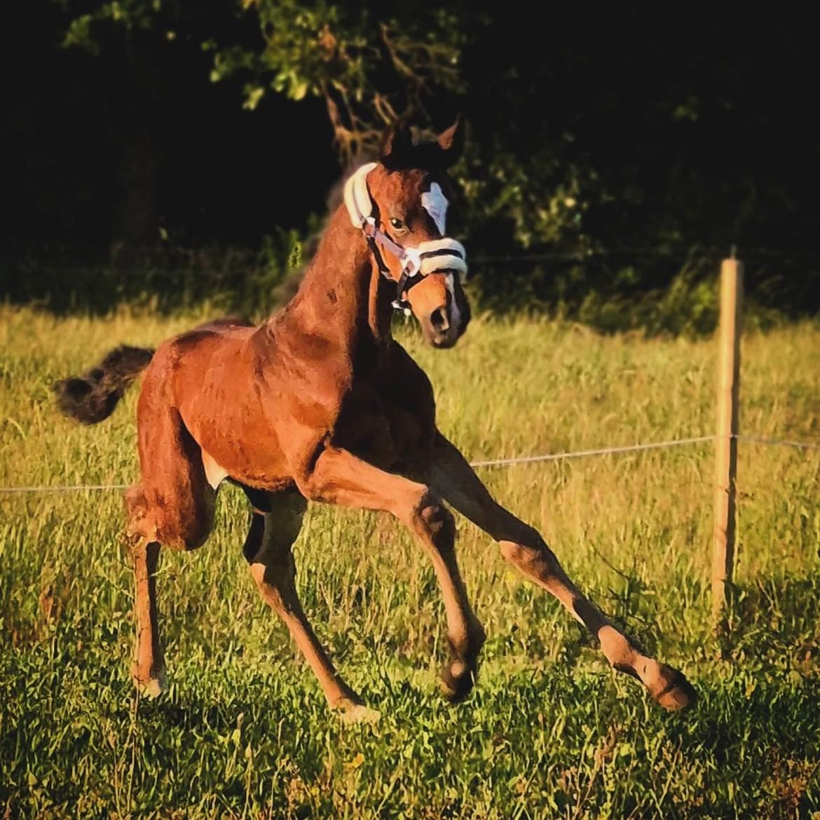 Barockpferd Grønvangs Vicodin | Viggo | billede 12