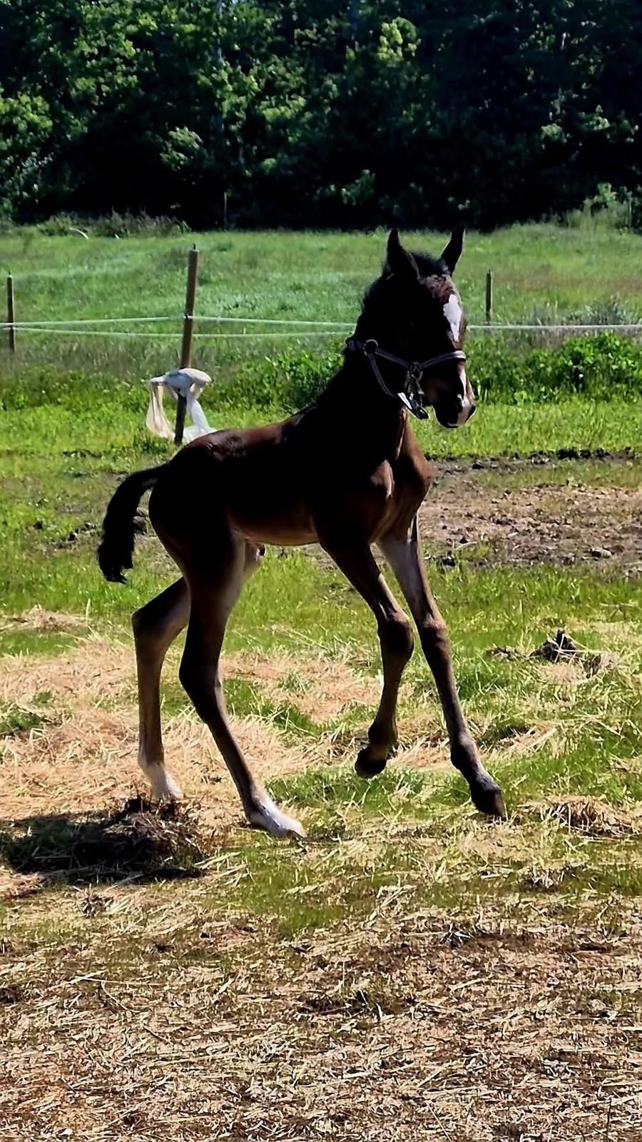 Barockpferd Grønvangs Vicodin | Viggo | billede 9