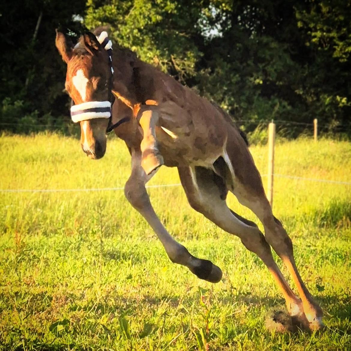 Barockpferd Grønvangs Vicodin | Viggo | billede 14