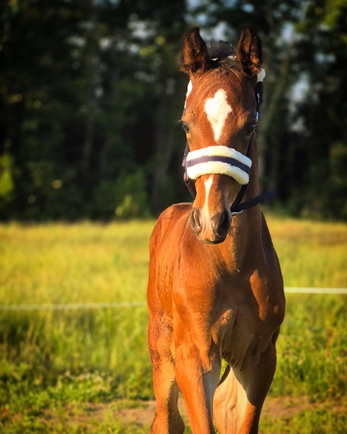 Barockpferd Grønvangs Vicodin | Viggo | billede 15