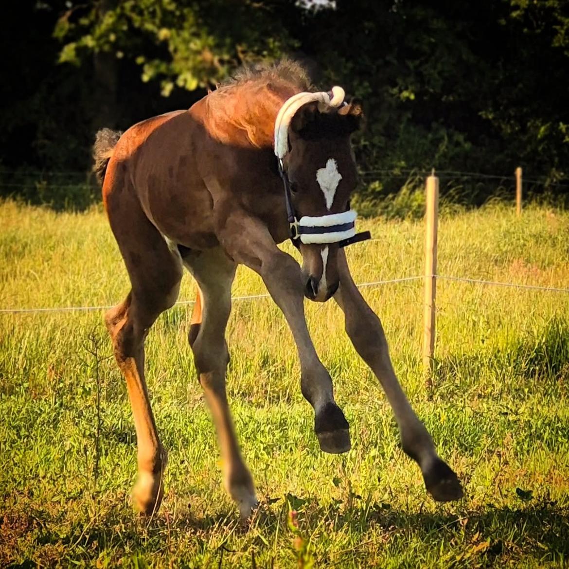 Barockpferd Grønvangs Vicodin | Viggo | billede 13