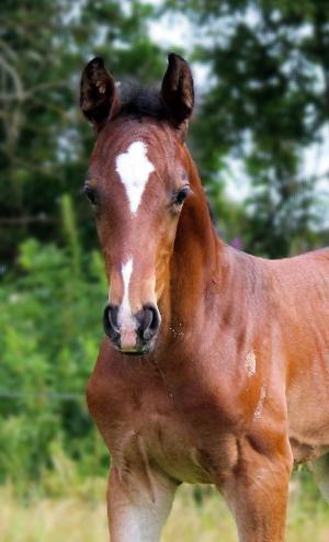 Barockpferd Grønvangs Vicodin | Viggo | billede 17