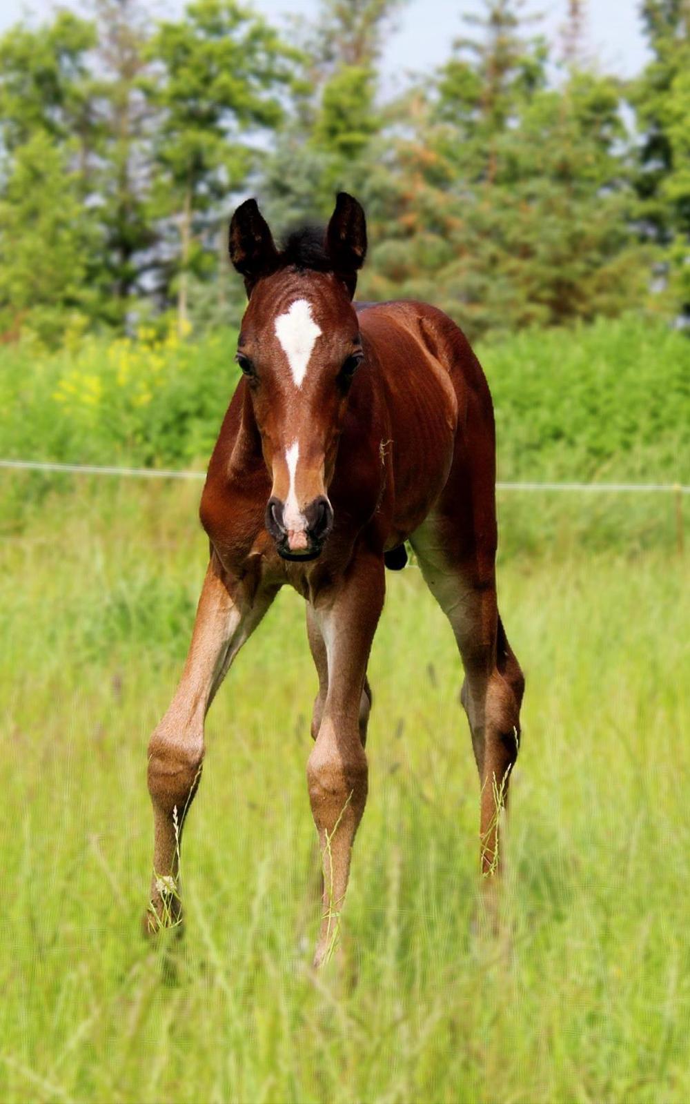 Barockpferd Grønvangs Vicodin | Viggo | billede 18