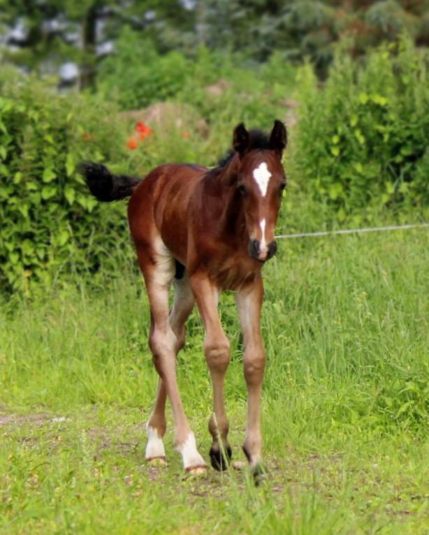 Barockpferd Grønvangs Vicodin | Viggo | billede 16