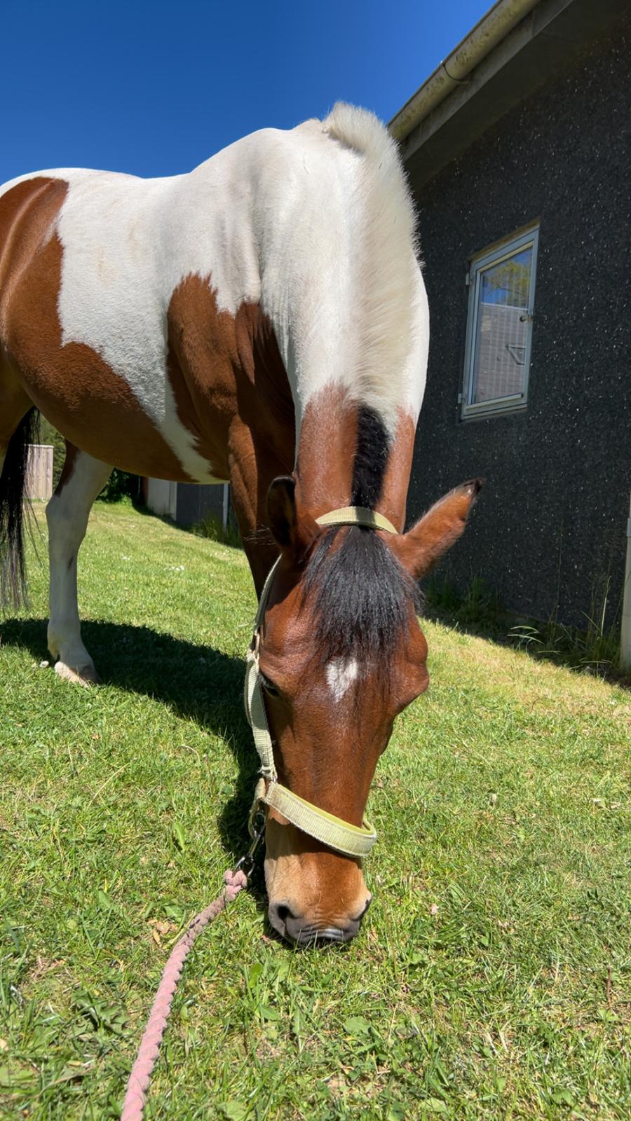 Anden særlig race Jolly billede 20