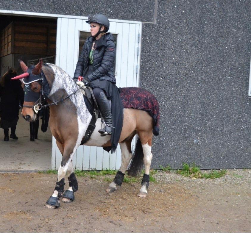 Anden særlig race Jolly billede 23