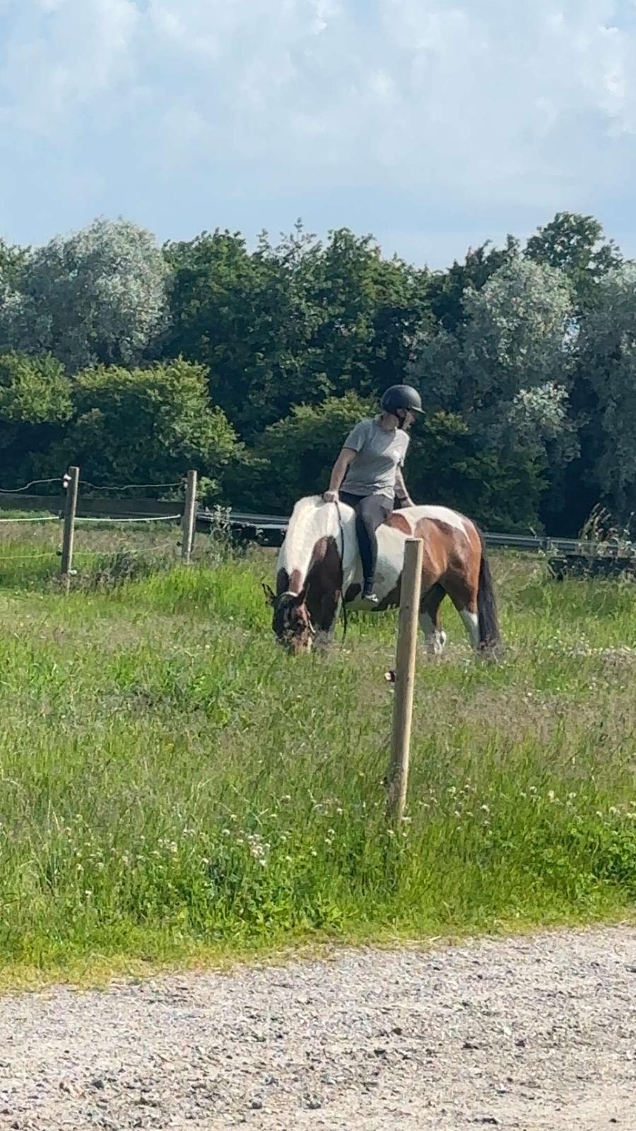 Anden særlig race Jolly billede 24