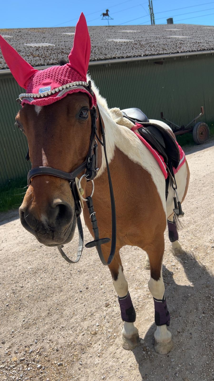 Anden særlig race Jolly billede 25