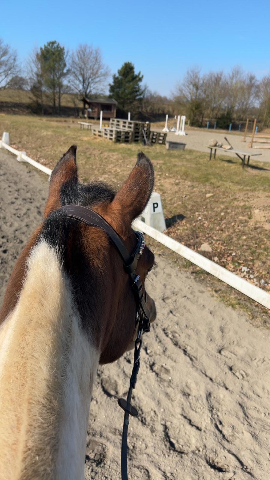 Anden særlig race Jolly billede 26