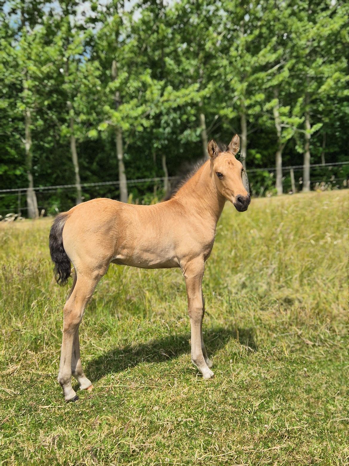 Pura Raza Española REY DE LUZ  billede 9