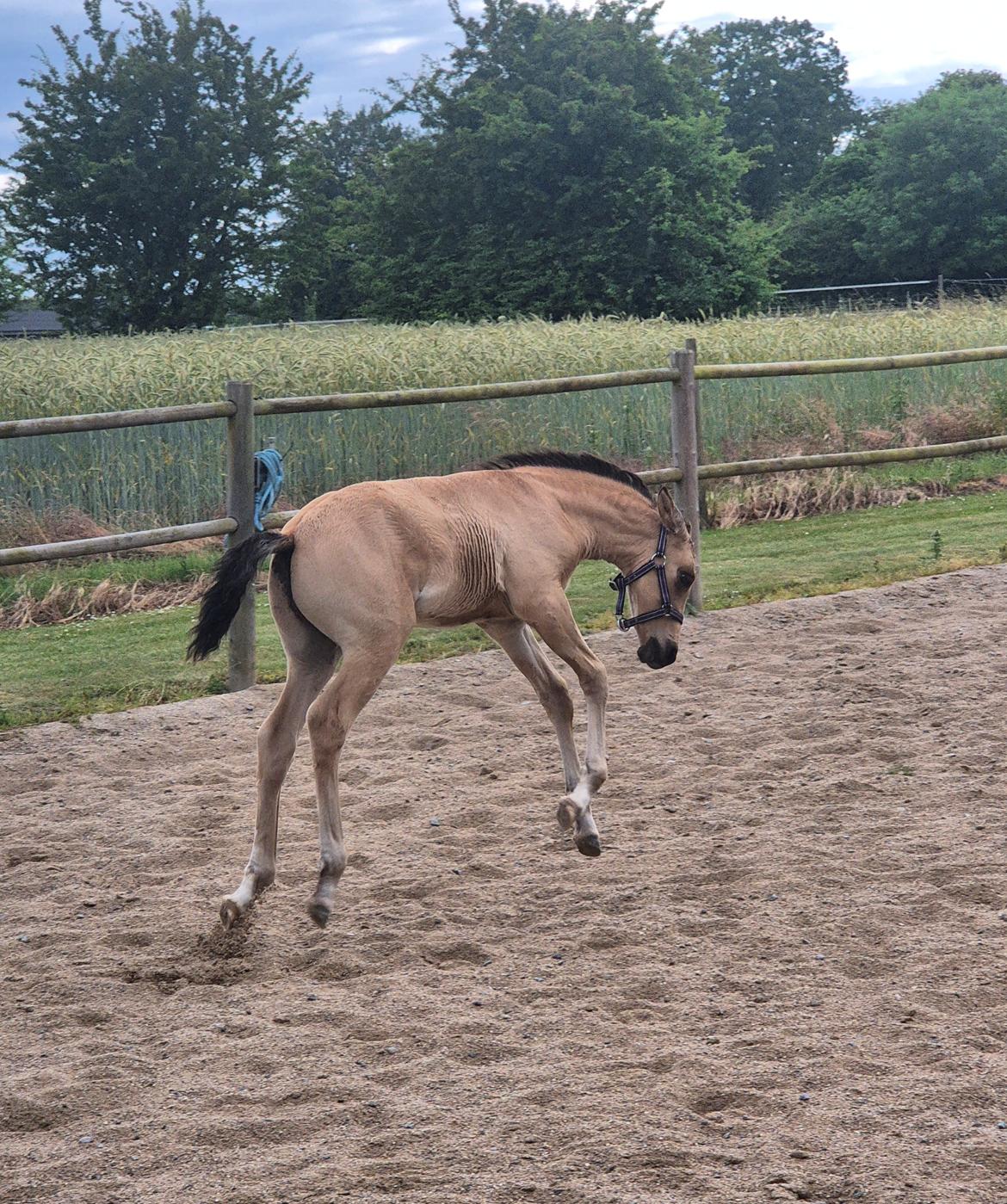Pura Raza Española REY DE LUZ  billede 13