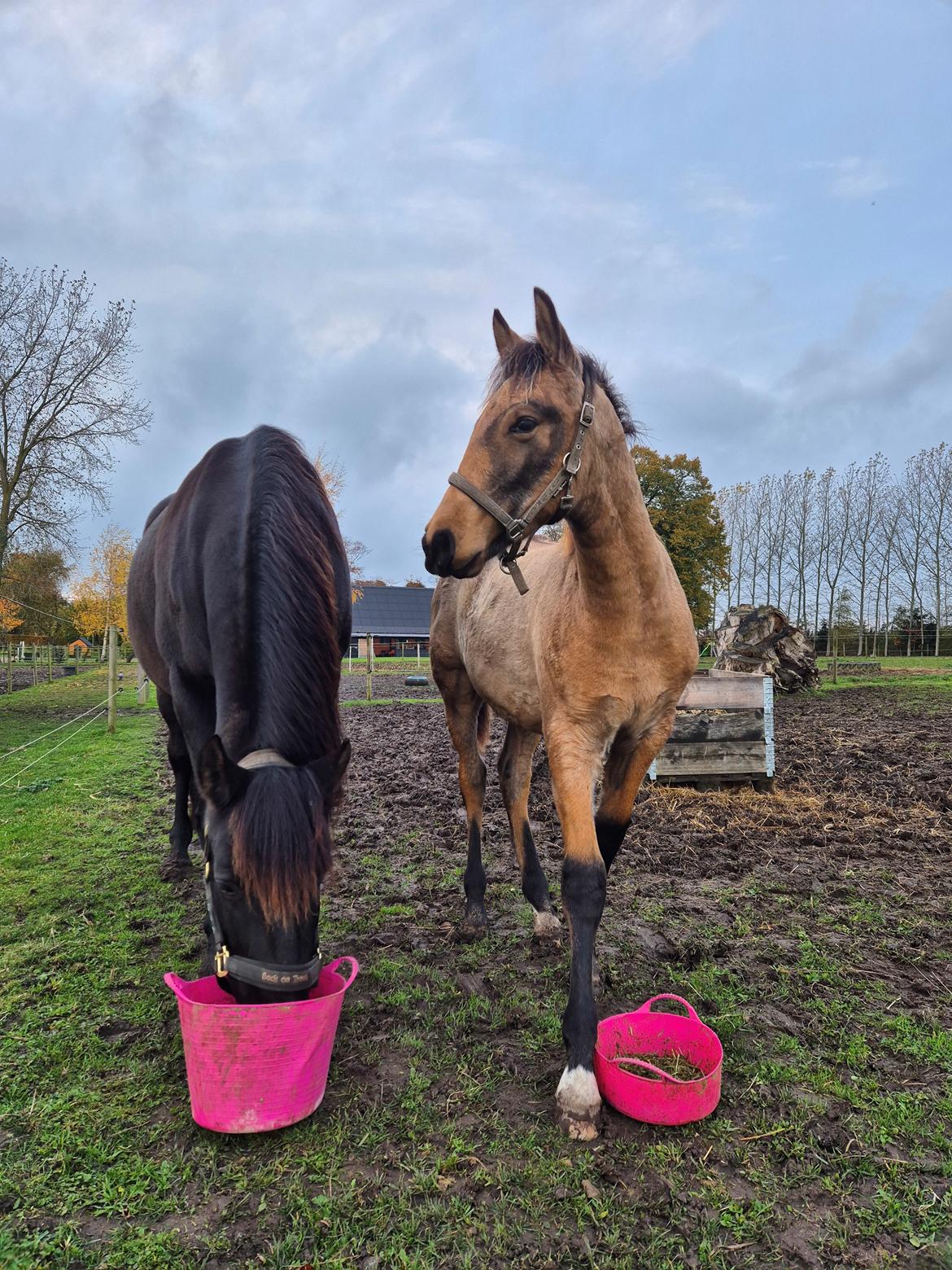 Pura Raza Española REY DE LUZ  - 5 mdr gammel  billede 2