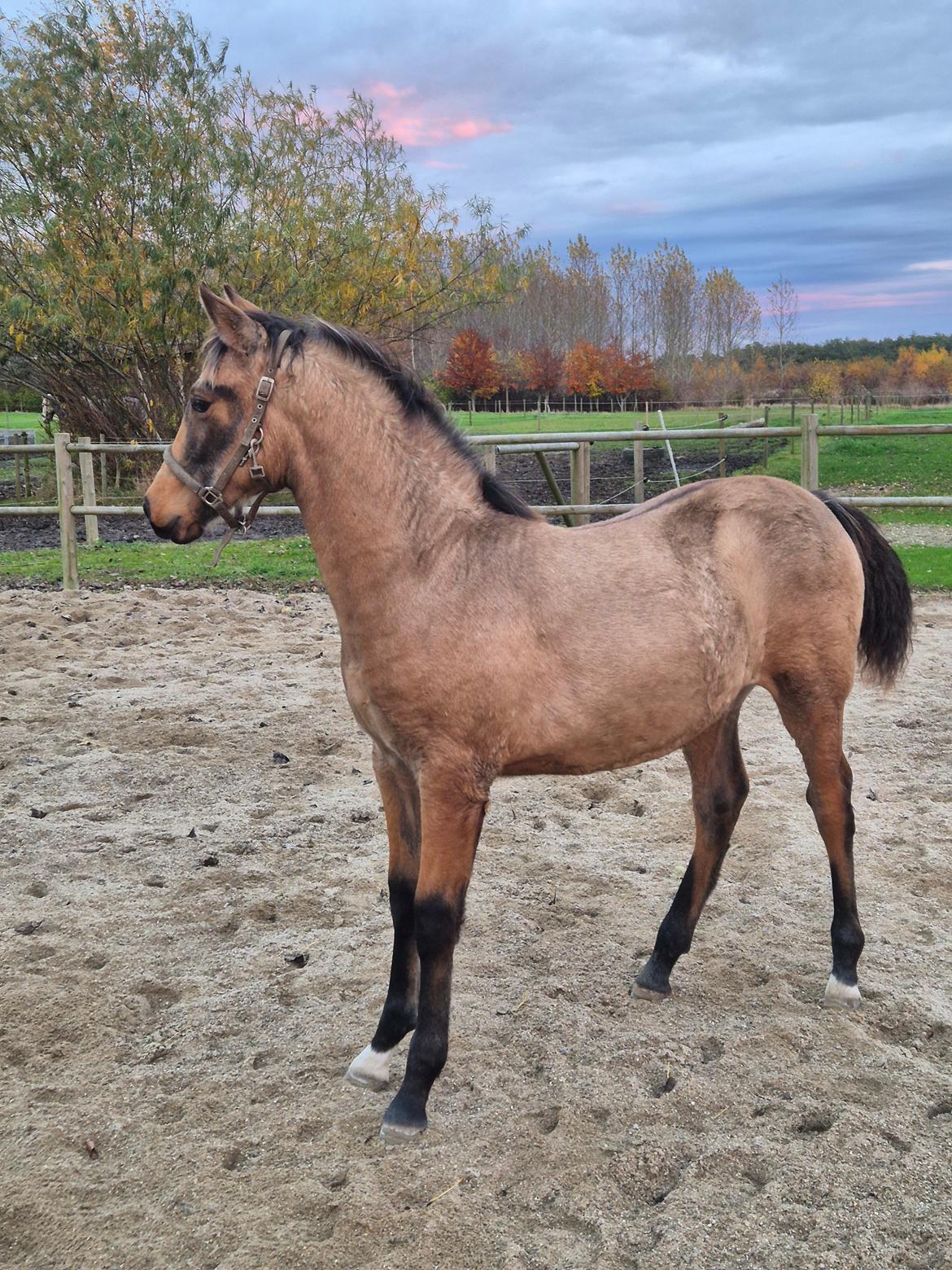Pura Raza Española REY DE LUZ  billede 3