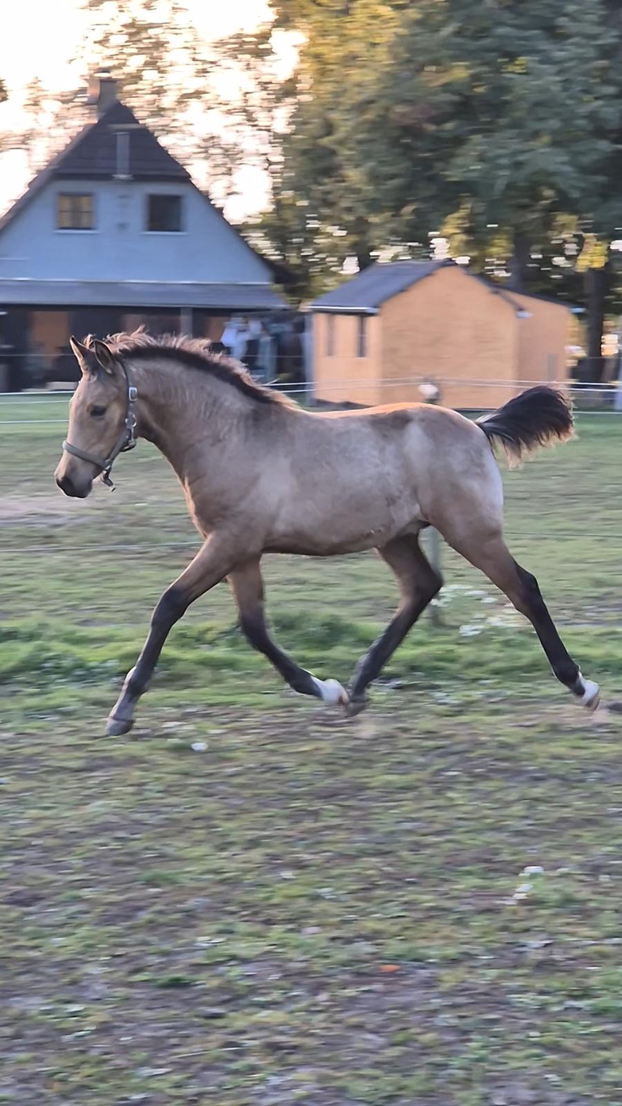 Pura Raza Española REY DE LUZ  billede 4
