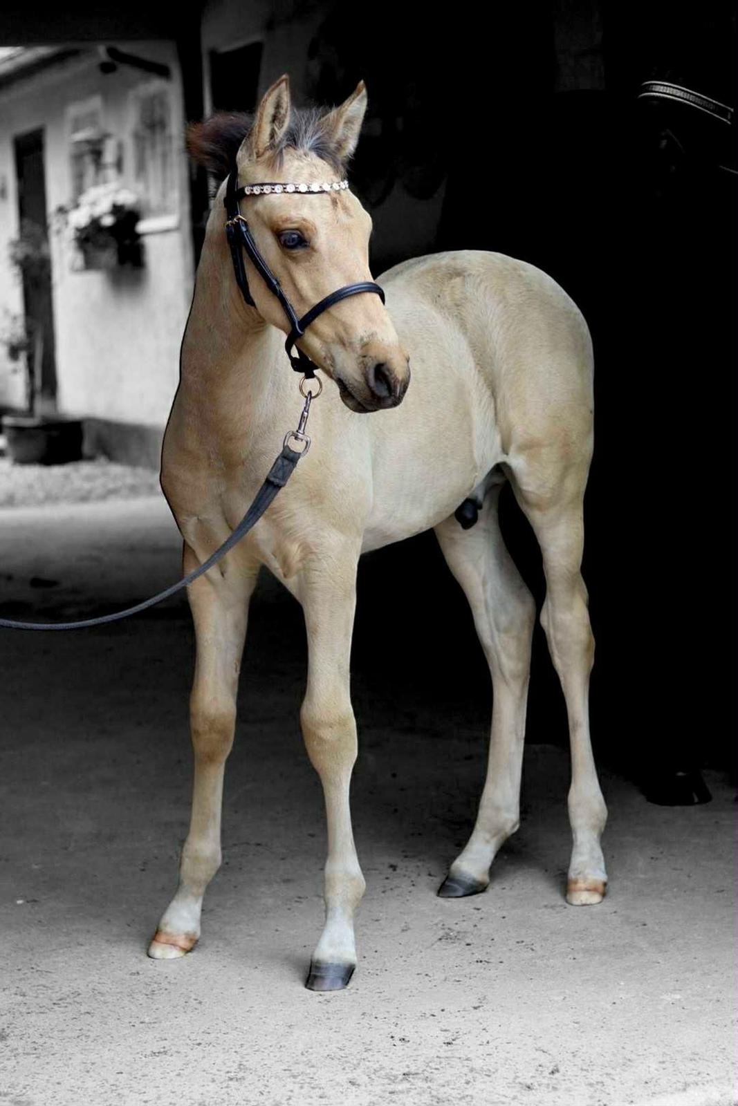 Pura Raza Española REY DE LUZ  billede 5