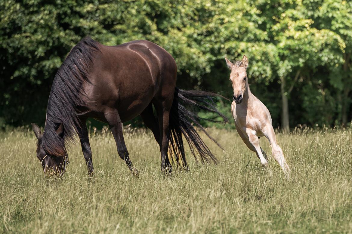 Pura Raza Española REY DE LUZ  billede 6