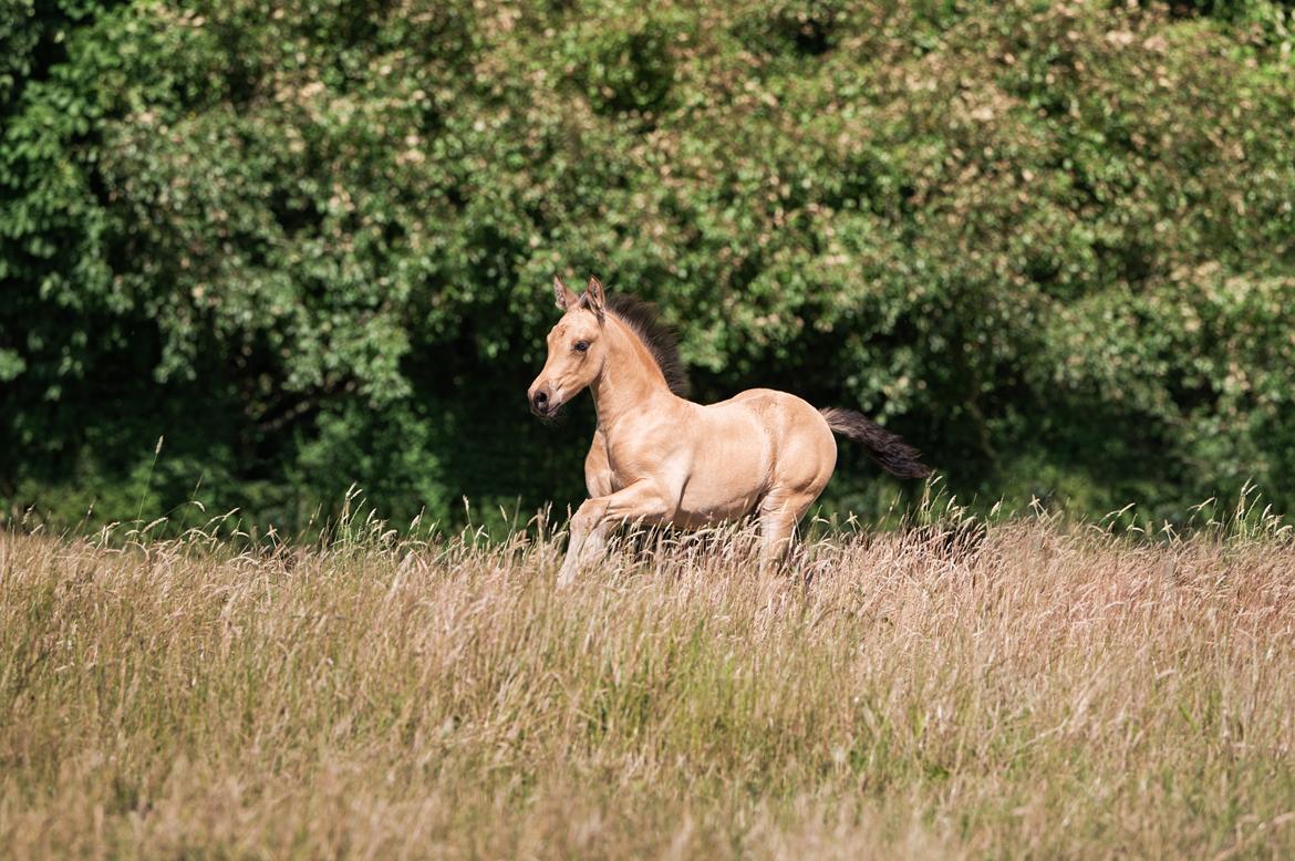 Pura Raza Española REY DE LUZ  billede 7