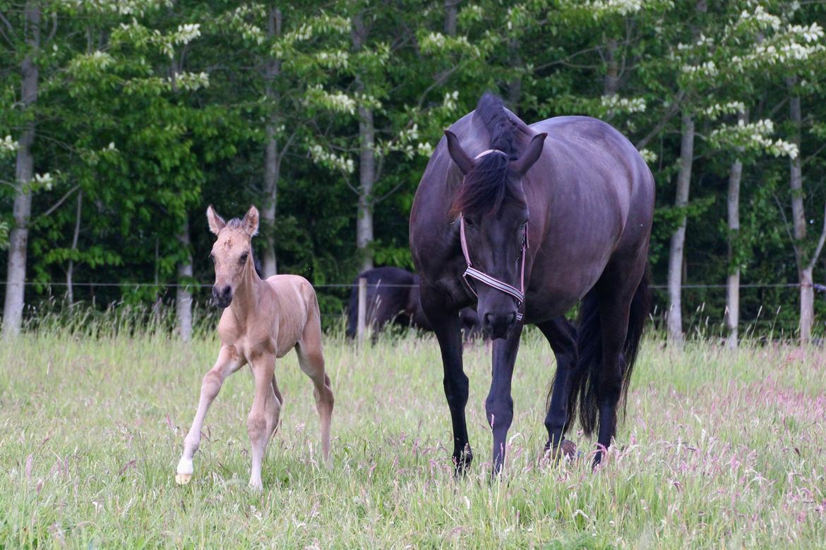 Pura Raza Española REY DE LUZ  billede 8