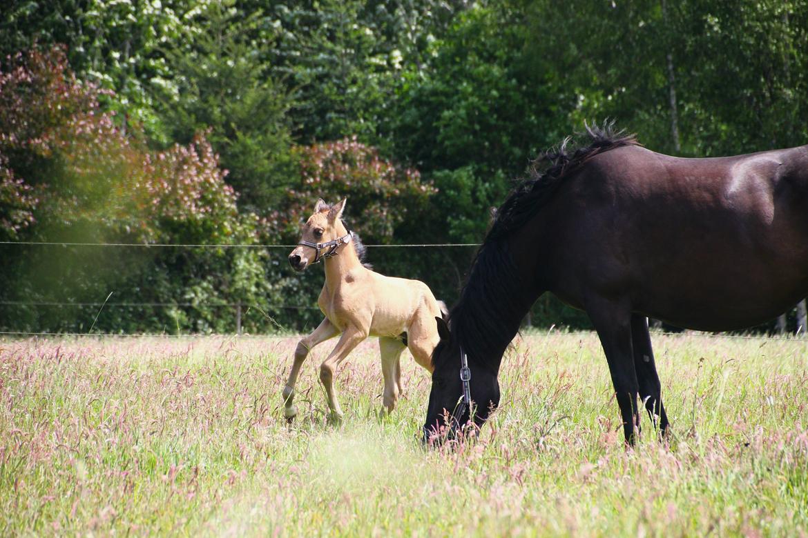 Pura Raza Española REY DE LUZ  billede 11