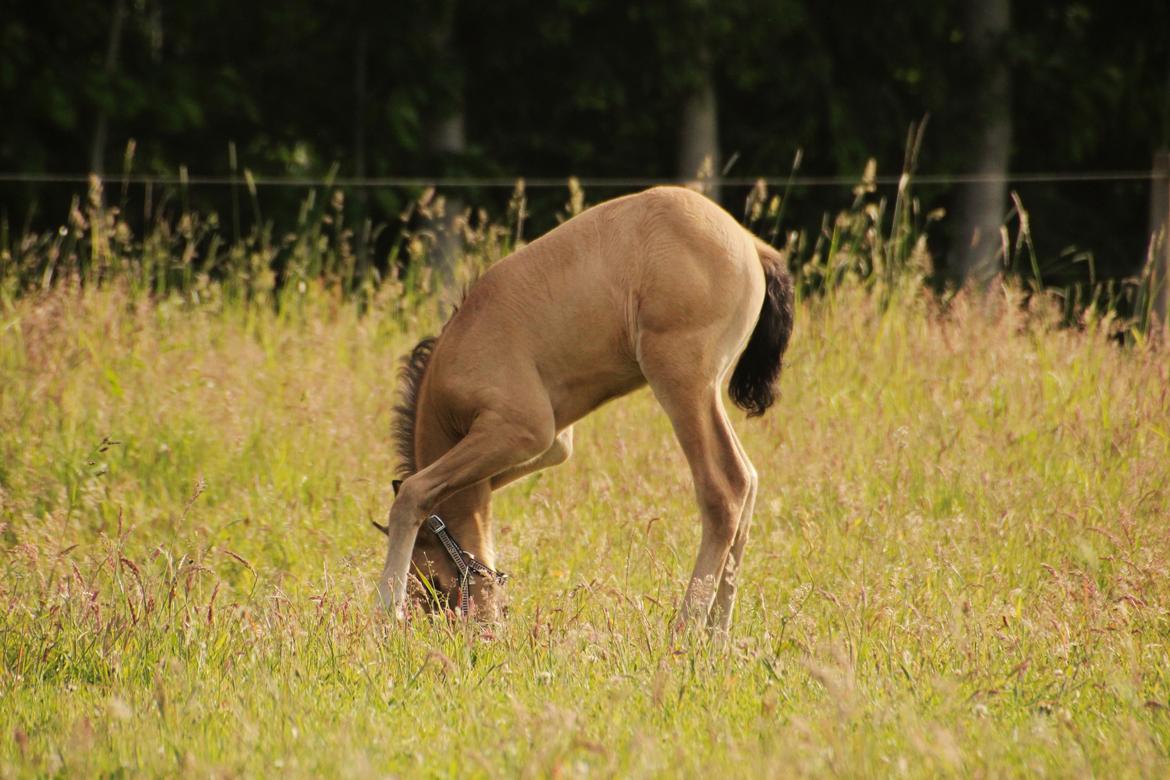 Pura Raza Española REY DE LUZ  billede 12