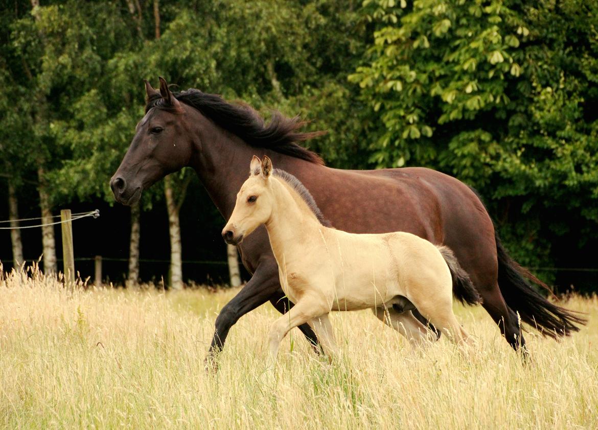 Pura Raza Española Joya MAR  billede 25