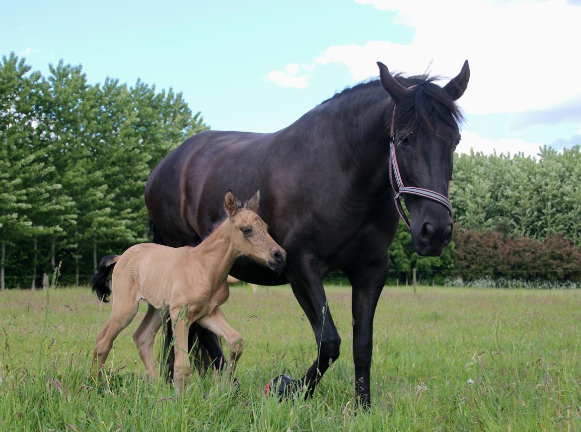 Pura Raza Española Joya MAR  billede 26
