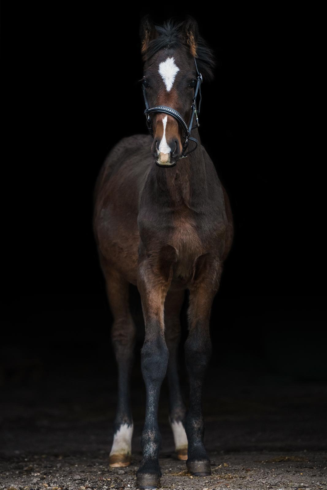 Barockpferd Grønvangs Vicodin | Viggo | billede 19