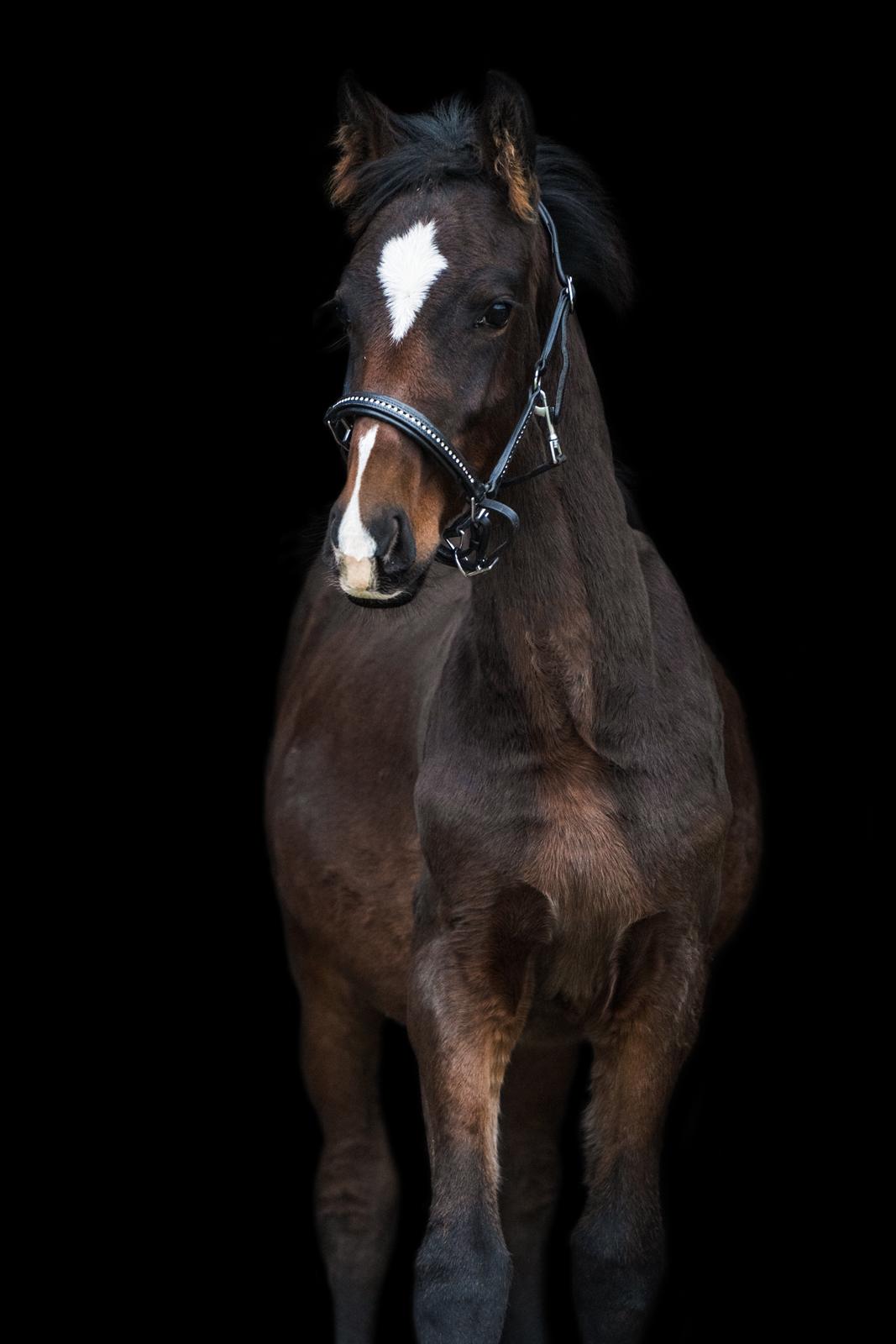 Barockpferd Grønvangs Vicodin | Viggo | billede 20