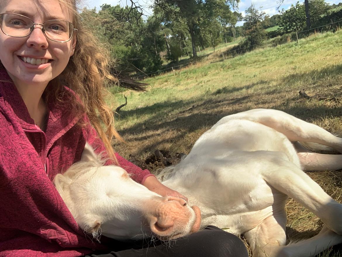 Welsh Partbred (Sec F) Tovdal’s Miss Ocean Pearl • Willow • billede 2