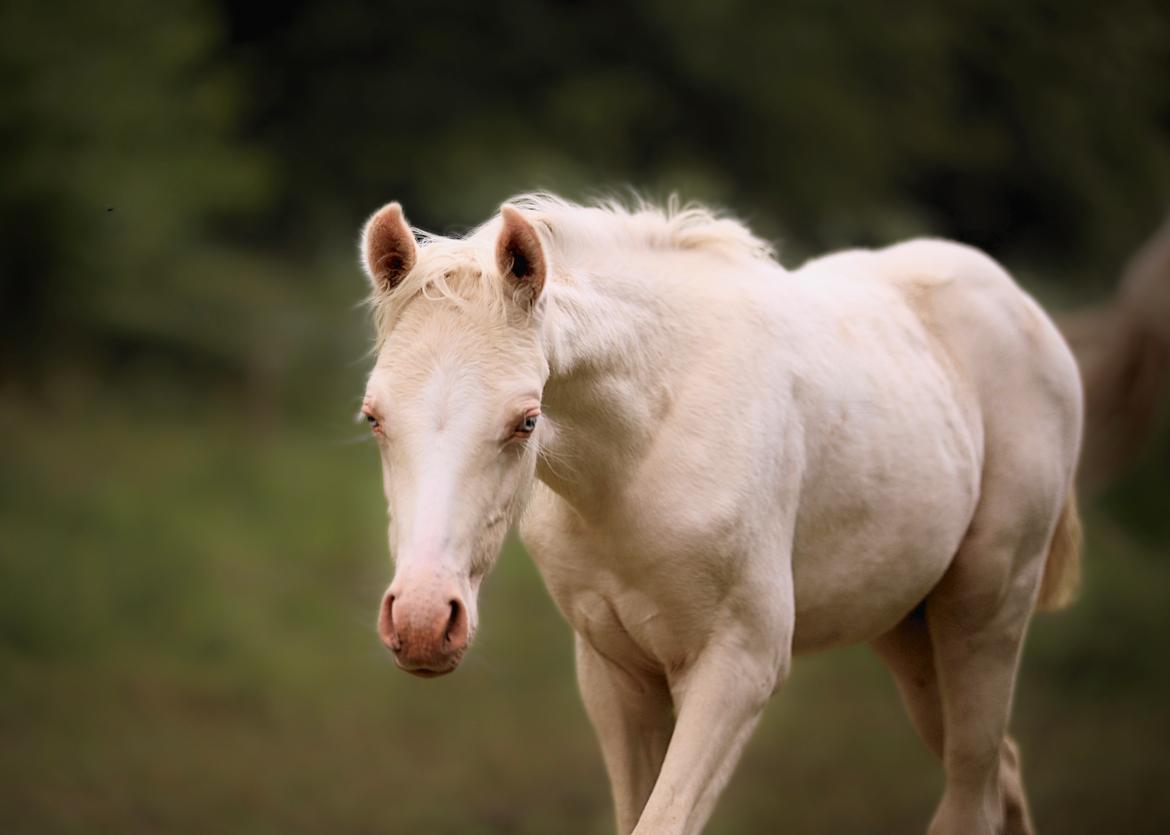 Welsh Partbred (Sec F) Tovdal’s Miss Ocean Pearl • Willow • billede 4