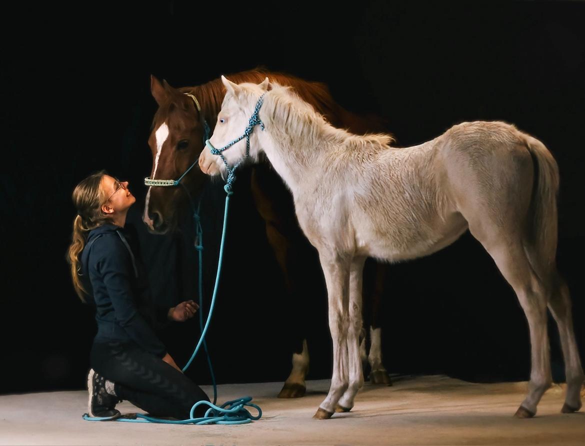 Welsh Partbred (Sec F) Tovdal’s Miss Ocean Pearl • Willow • billede 6