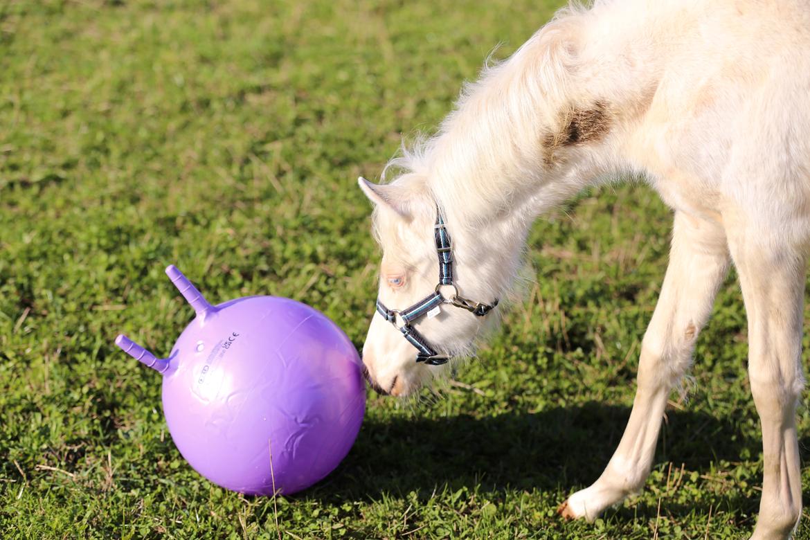 Welsh Partbred (Sec F) Tovdal’s Miss Ocean Pearl • Willow • billede 7