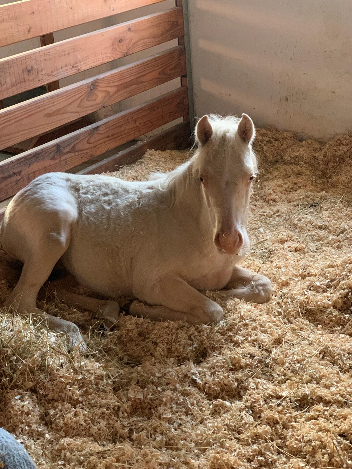 Welsh Partbred (Sec F) Tovdal’s Miss Ocean Pearl • Willow • billede 8