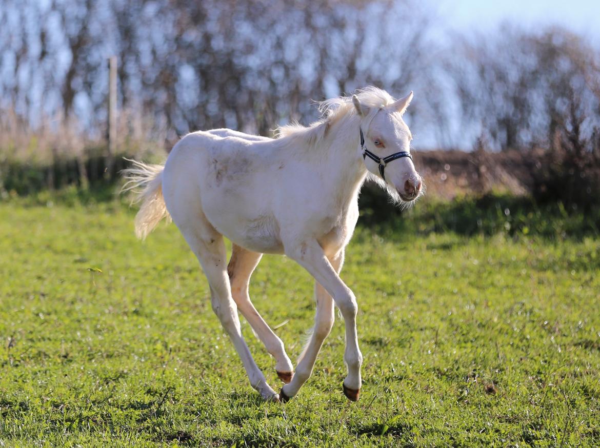 Welsh Partbred (Sec F) Tovdal’s Miss Ocean Pearl • Willow • billede 9