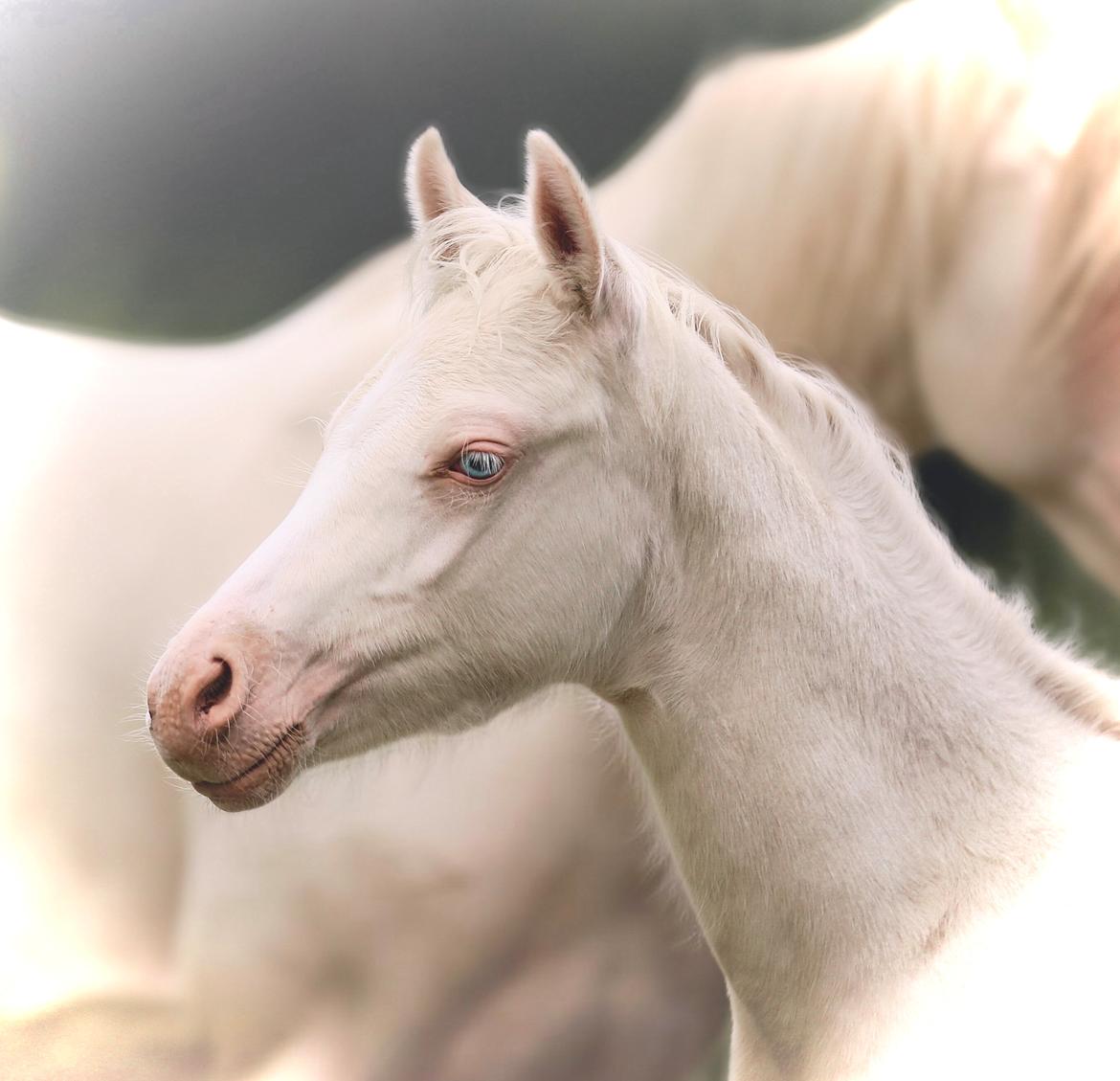 Welsh Partbred (Sec F) Tovdal’s Miss Ocean Pearl • Willow • billede 3