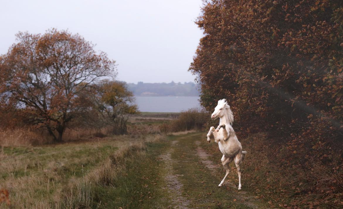 Welsh Partbred (Sec F) Tovdal’s Miss Ocean Pearl • Willow • billede 1