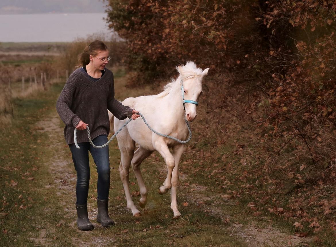 Welsh Partbred (Sec F) Tovdal’s Miss Ocean Pearl • Willow • billede 11