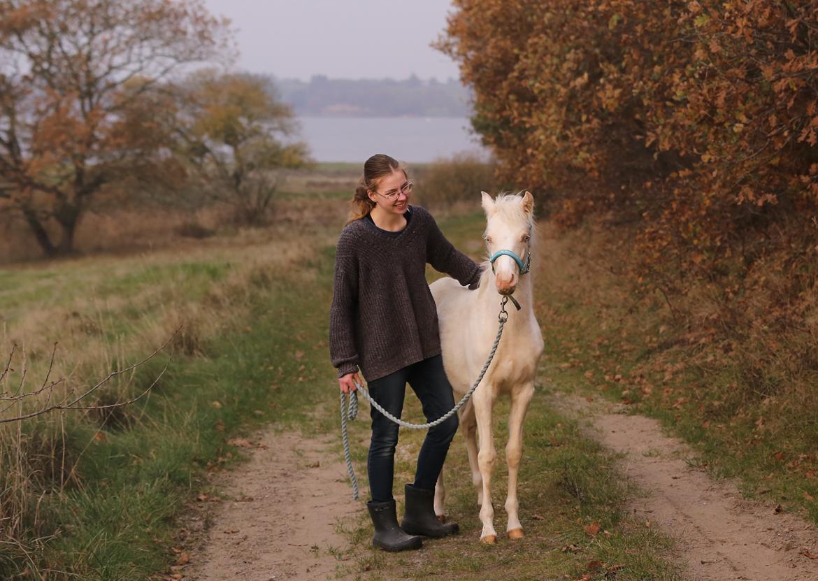 Welsh Partbred (Sec F) Tovdal’s Miss Ocean Pearl • Willow • billede 12