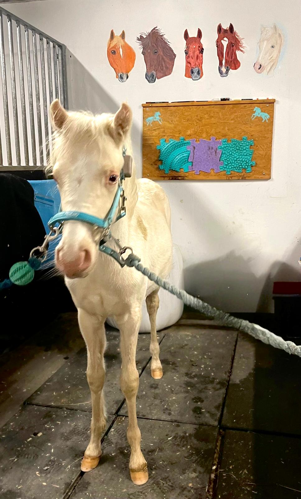 Welsh Partbred (Sec F) Tovdal’s Miss Ocean Pearl • Willow • billede 13