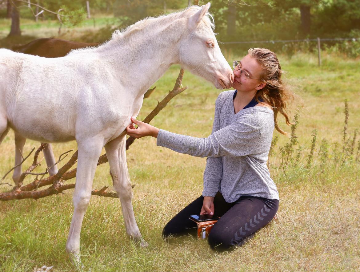 Welsh Partbred (Sec F) Tovdal’s Miss Ocean Pearl • Willow • billede 14