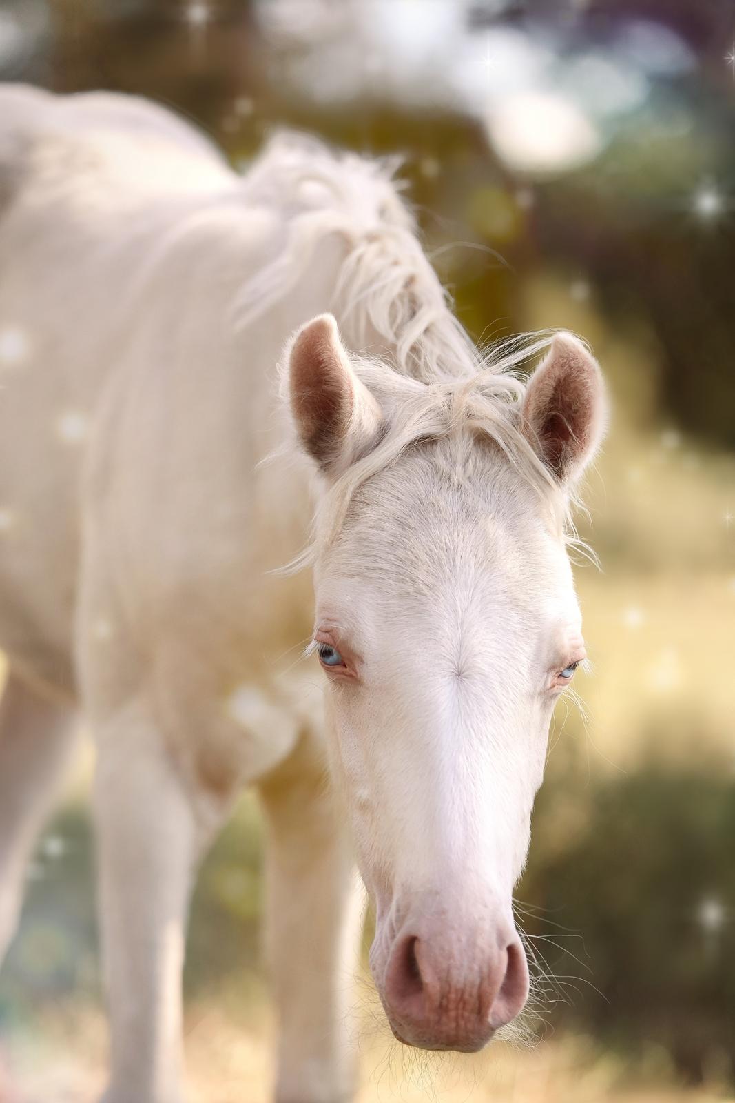 Welsh Partbred (Sec F) Tovdal’s Miss Ocean Pearl • Willow • billede 15