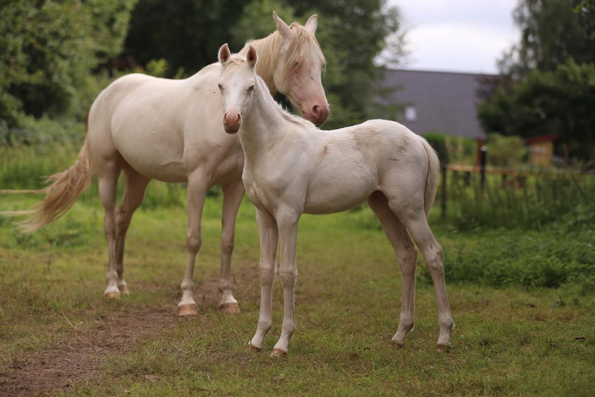 Welsh Partbred (Sec F) Tovdal’s Miss Ocean Pearl • Willow • billede 16