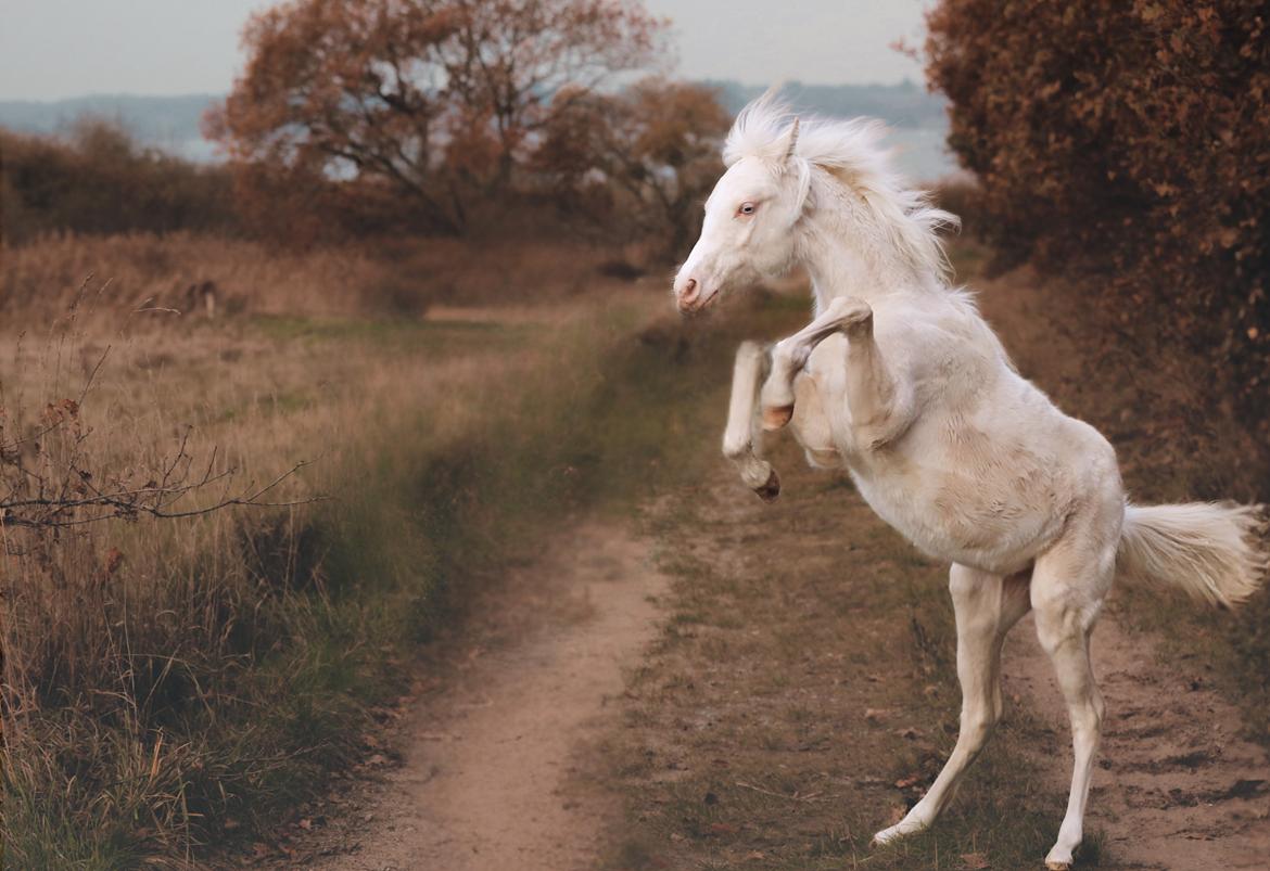 Welsh Partbred (Sec F) Tovdal’s Miss Ocean Pearl • Willow • billede 10