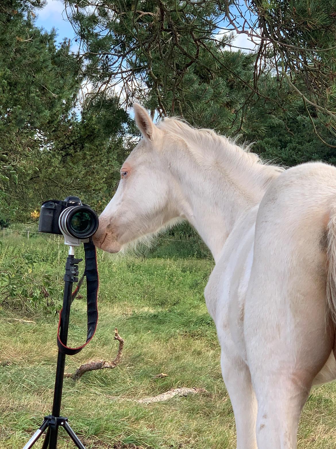 Welsh Partbred (Sec F) Tovdal’s Miss Ocean Pearl • Willow • billede 18