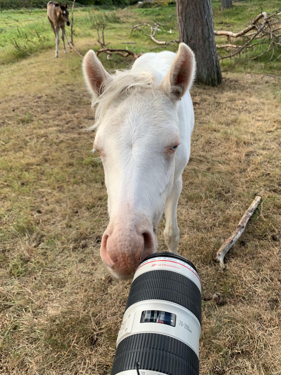 Welsh Partbred (Sec F) Tovdal’s Miss Ocean Pearl • Willow • billede 19
