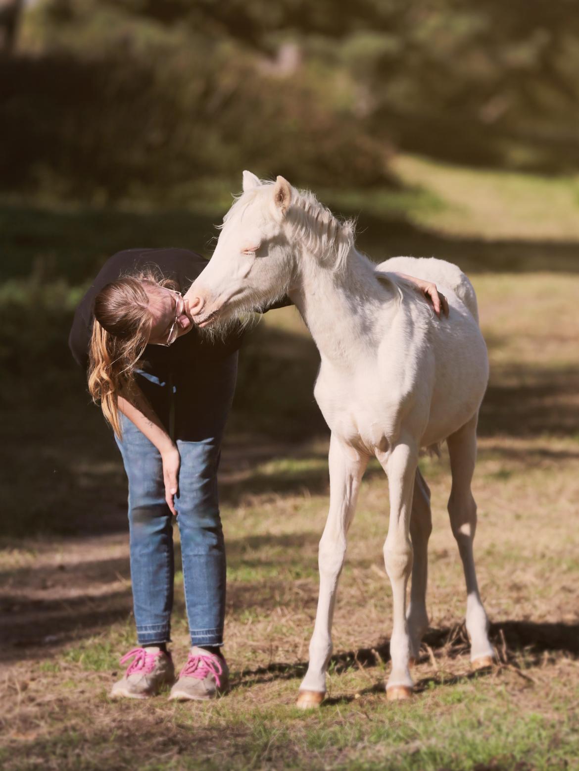 Welsh Partbred (Sec F) Tovdal’s Miss Ocean Pearl • Willow • billede 20