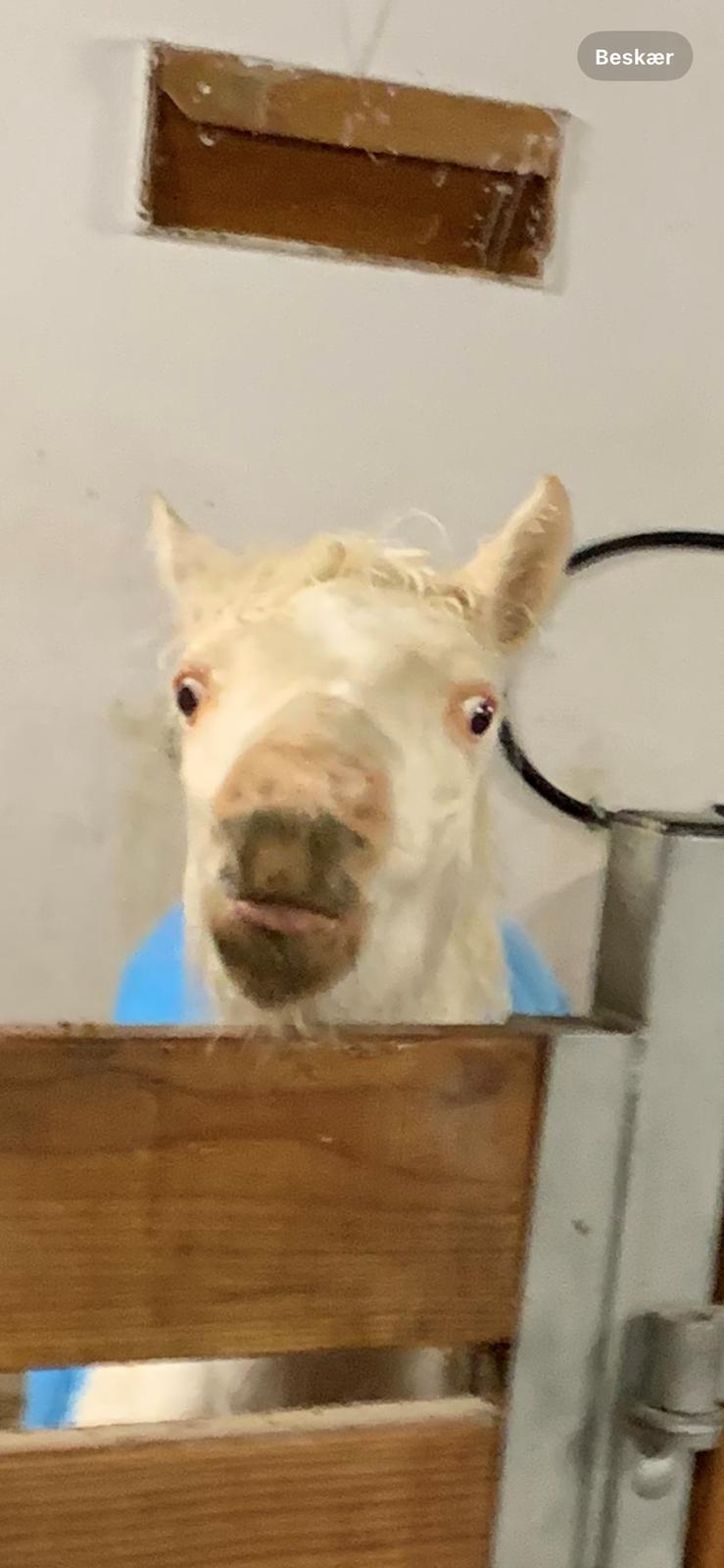 Welsh Partbred (Sec F) Tovdal’s Miss Ocean Pearl • Willow • billede 21