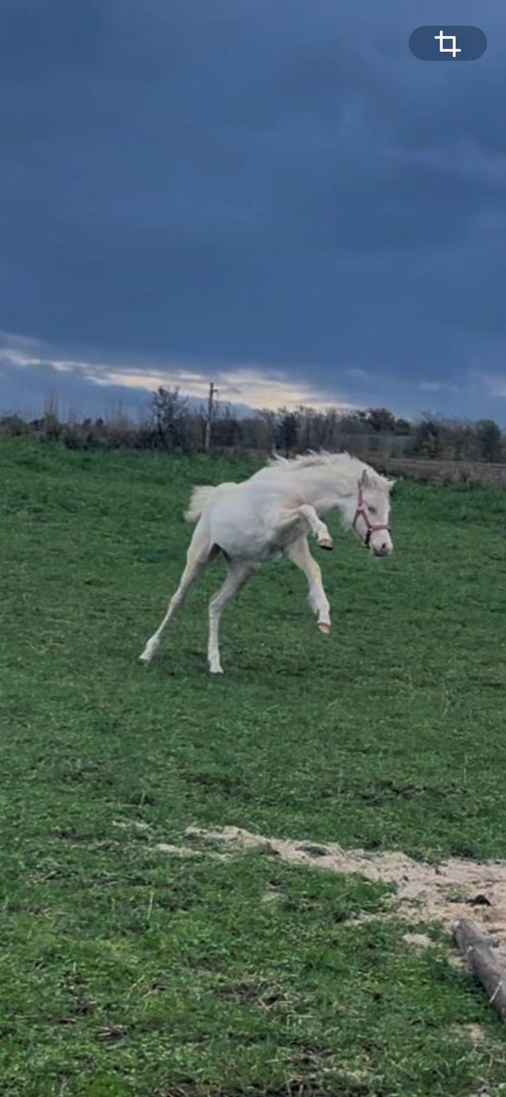 Welsh Partbred (Sec F) Tovdal’s Miss Ocean Pearl • Willow • billede 22