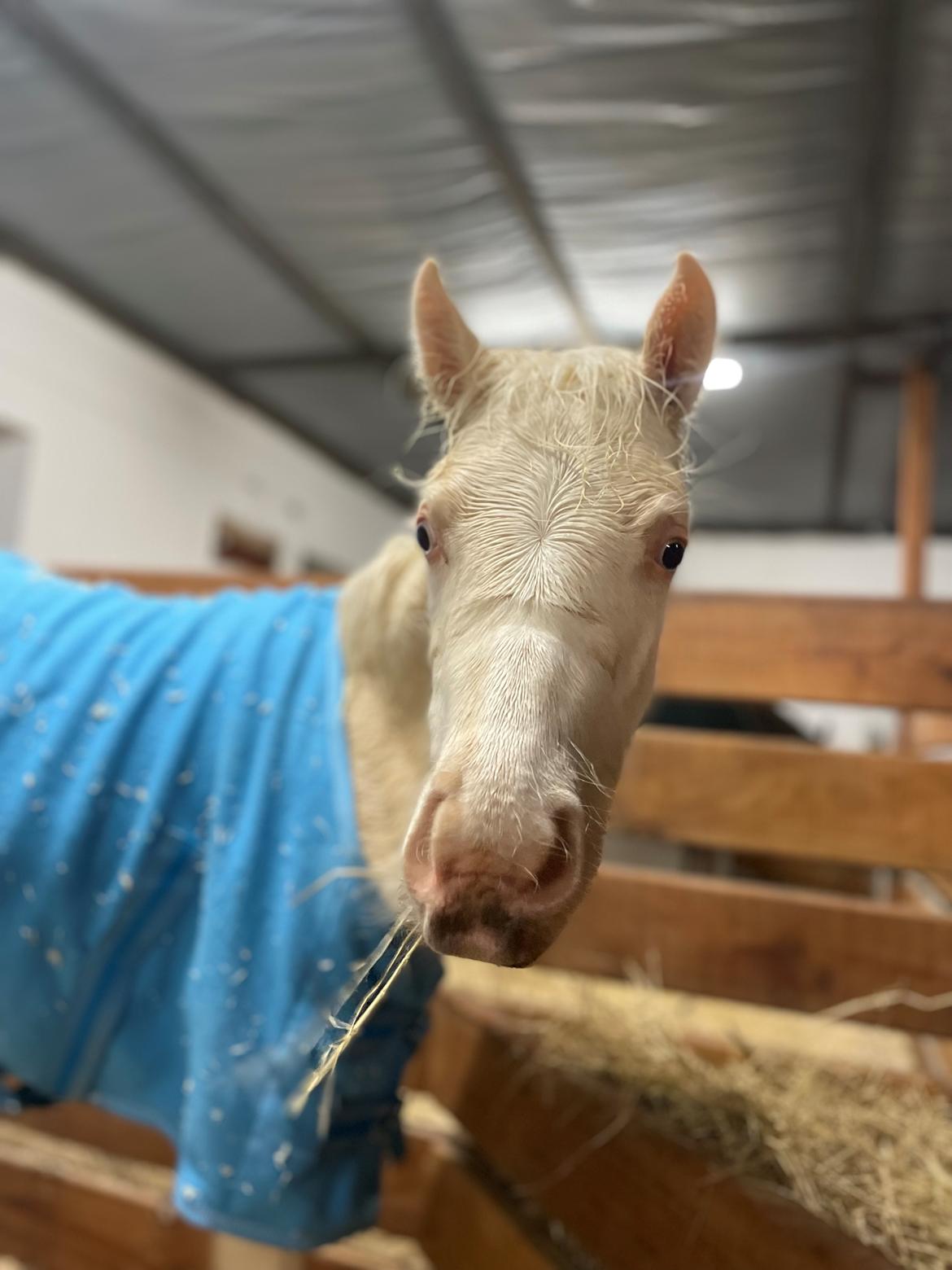 Welsh Partbred (Sec F) Tovdal’s Miss Ocean Pearl • Willow • billede 23