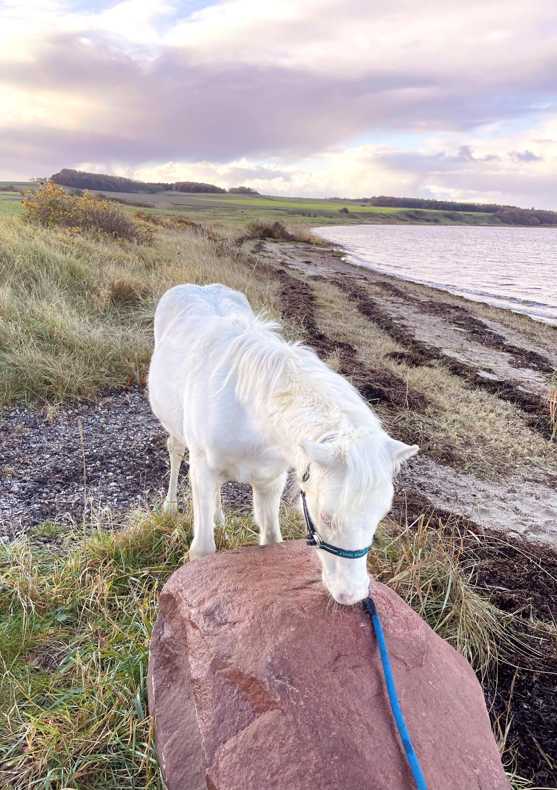 Welsh Partbred (Sec F) Tovdal’s Miss Ocean Pearl • Willow • billede 26